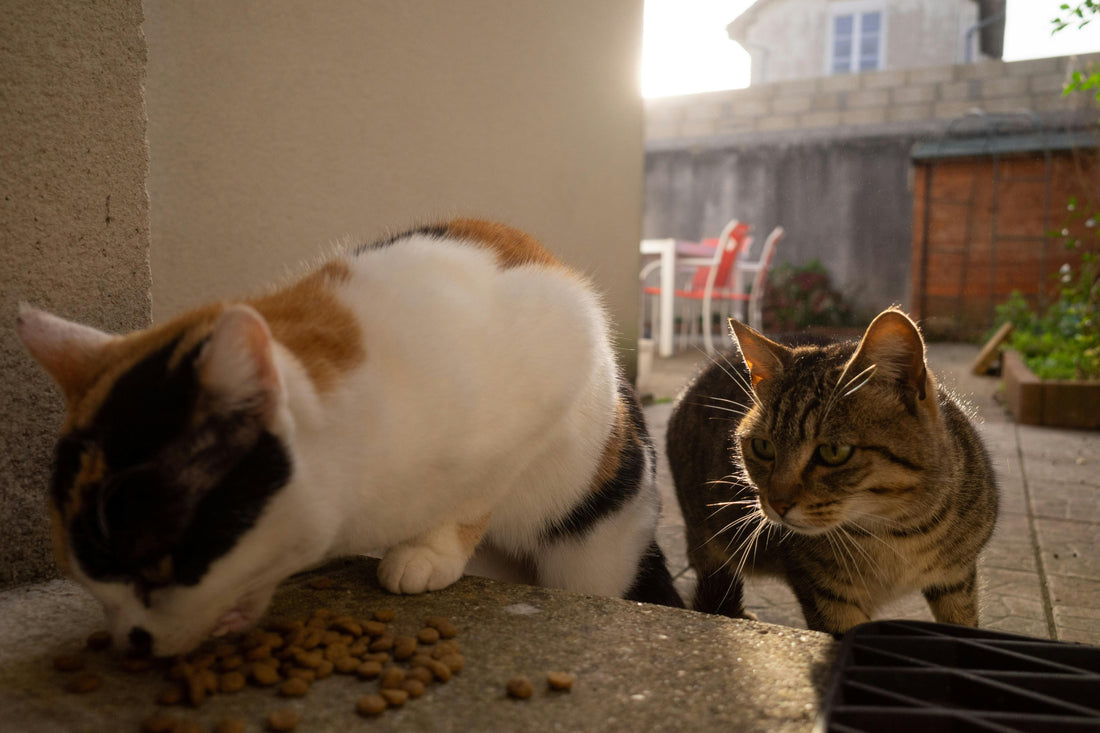 Comment bien nourrir son chat quand on travaille ?