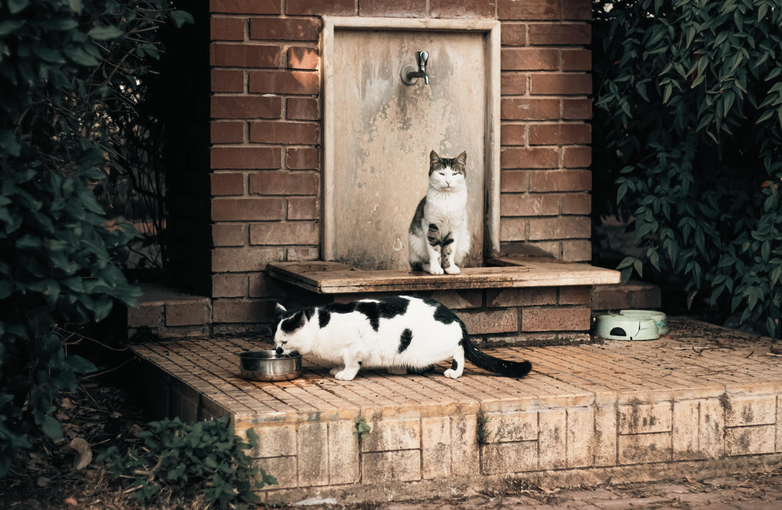 Pourquoi mon chat boit-il si peu d'eau ?